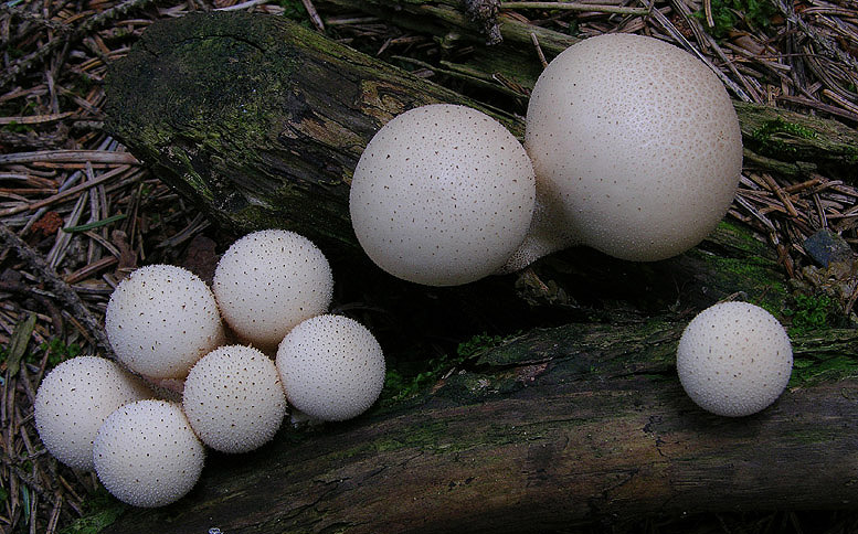 Gastromycetidae.